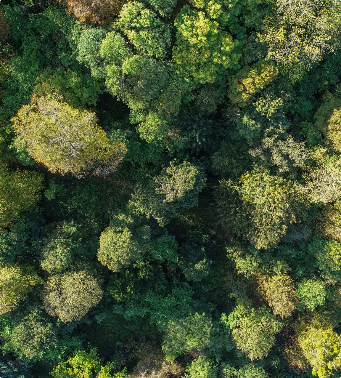 plant-a-tree reducing carbon impact